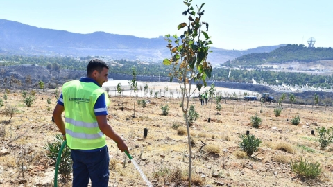 Yangın alanında kurtarılacak 15 bin ağaca ilişkin çalışmada bir işçi ağacı suluyor