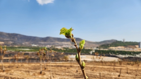 Yangın sonrasında tedavi edilen ve yeşermeye başlayan bir ağacın fotoğrafı