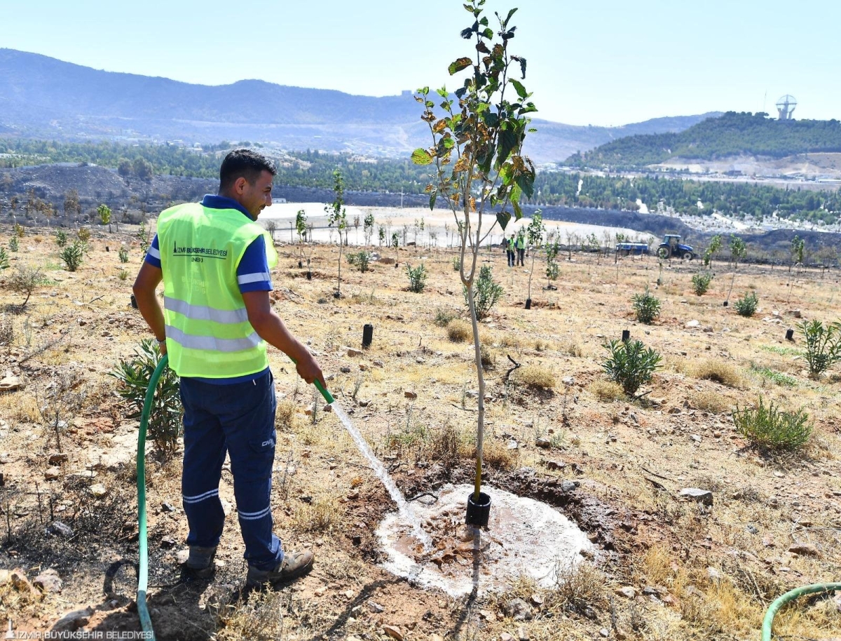 Yangın alanında kurtarılacak 15 bin ağaca ilişkin çalışmada bir işçi ağacı suluyor